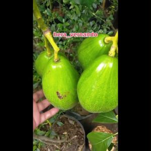Bibit Alpukat Aligator Super Genjah