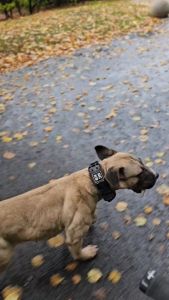 READY Kalung Anjing hewan Kejutan Listrik Pet Dog Training Shock Collar Stop Barking 700M - JXG0031