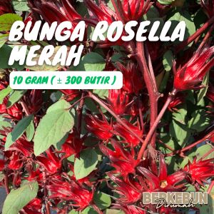 ( 10 Gram ) 300 Benih Rosella Merah Berkebun Dirumah Bibit Hemat Siap Tanam