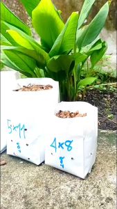 ถุงเพาะชำสีขาว ขนาด 4x8 นิ้ว จำนวน 20 กก. เจาะรู