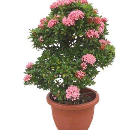 Ixora 'Dwarf Pink' (0.5m) | Lazada Singapore