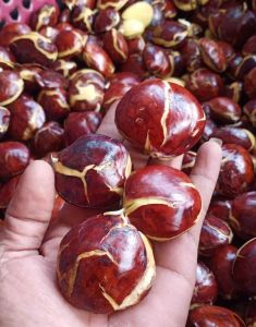 "TERLARIS" JENGKOL TUA SUPER 3KG