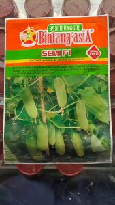 BENIH MENTIMUN SEMI F1 BINTANG ASIA // BENIH TIMUN