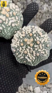 Seedling Astrophytum Hanazono / 花园兜 / Cactus Succulents / Kaktus Sukulen / Real Cactus