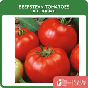 Premium Non-GMO Seeds - Beefsteak Tomatoes (Determinate)