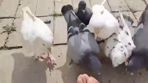 สูตรใหม่!!เหยื่อกำจัดนก เหยื่อกำจัดนกพิราบ นกกระจิบ และนกต่างๆ และไก่ ยาฆ่านกพิราบ 500กรัม ทำลายอวัยวะภายในตายใน 1วัน แลนเนท ยาเบื่อนก แห้งเร็วและไม่มีกลิ่น กินง่ายตายไว ชนิดไม่ต้องผสมอาหาร ยาเบื่อนก พิราบ เห็นผลชัวร์100% ไล่นกพิราบถาวร