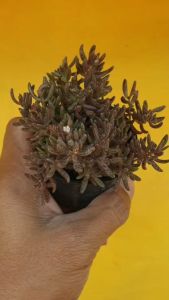 ต้นไม้อวบน้ำ กู้หิน คราสซูล่าฮัมเบอร์ติอาย - Crassula Humbertii