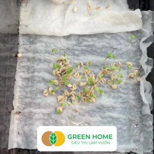 Hạt Giống Xà Lách Oakleaf Gói 5gr~1000 hạt Dễ Trồng Quanh Năm Nảy Mầm Cao Thu Hoạch Nhanh Năng Suất Cao R22