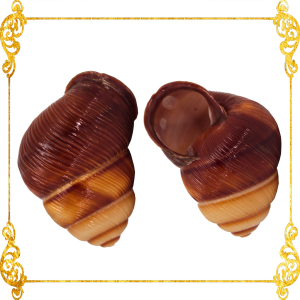 5 Pieces | Brown Land Snail | Sowerby | 1 - 2 Inches