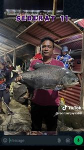 Essen Biang DHA Murni Oil Base Umpan Ikan Mas Lele Patin Mujair Bawal
