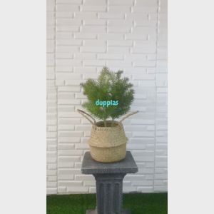 Tanaman Hias Daun Pinus Cemara Tangkai X4 Latex Artificial Cover Pot Anyaman Purun Belly Pajangan Dekorasi Ruangan