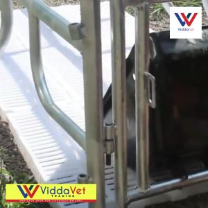 Durable steel feeder for sow metal sow feeder for gestating pens pig feeding trough for farrowing pens pig feeder