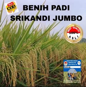 BENIH PADI SERIKANDI JUMBO SUPER UNGGUL BERKUALITAS 1KG