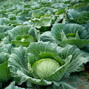 เมล็ดพันธุ์ กะหล่ำปลีออโรร่า (ซองรีเทล)