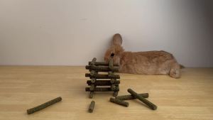 Bissap Timothy Hay Sticks for Rabbits 38PCS Natural Timothy Grass Molar Teeth Stick Chew Toys for Bunnies Chinchillas Guinea Pigs Hamsters and Other Small Animals Treats