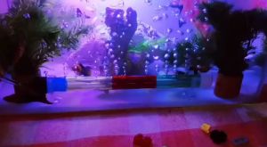 paket pipa aerator/ pipa gelembung udara aquarium 1 set