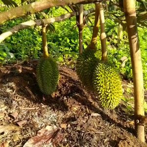 Bibit Pohon Durian Musang King Kaki 3 Tinggi 1 - 1.3 Meter Super Unggulan Wajib + Packing