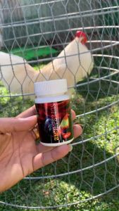 SUPER VIP 32 HỦ 60 -120 VIÊN dành cho gà đá Đá bo như cây đậphừng gà lì đòn Nuôi trước đá 7-10 ngày mau tới pin.giúp gà lỏn lẻn gà nhát đá.không nóng gà.