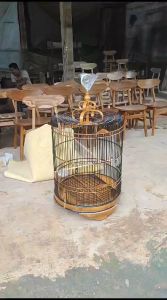 Sangkar murai kayu jati laminasi