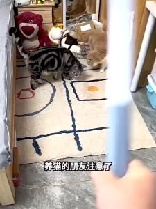 แปรงกำจัดขนแมว ขนสุนัข พร้อมอุปกรณ์ 3 ชิ้นใน 1 ด้าม กำจัดขนได้สะอาดหมดจด ที่รูดขนแมว แปรงรูดขนแมว