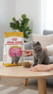 Royal Canin British Shorthair Kitten 400g Dry Cat Food - Feline Breed Nutrition for Kittens Up to 12 Months Old | Supports Muscle & Bone Growth | Promotes Digestive Health & Immune System | Moon-Shaped Kibble for Easy Grasping [EXP Nov26]