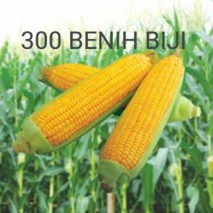 GROSIR !!! 300 BENIH BIJI JAGUNG MANIS MADU SUPER