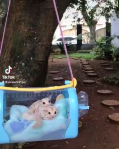 Terlaris Travel Pouch Sugar Glider Hamster Aman Nyaman Higienis Kualitas Bintang 5 Murah