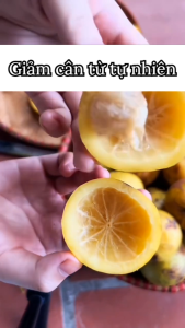 Vỏ quả bứa khô (garnicia Cambogia) giảm cân gia vị tạo chua