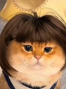 Cat Wig Pet Cat Hair Dog Head Cover Headdress Hairstyle Cos Kunkun Same Funny Granny Grey Hat