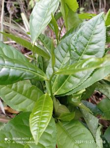 Daun teh herbal pucuk-Daun teh segar pres 500 grm