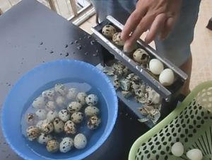 Máy bóc vỏ trứng cút Máy bóc trứng công nghiệp