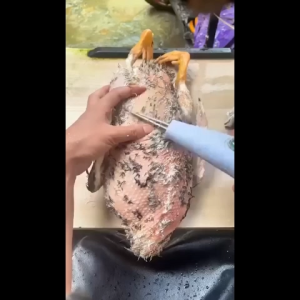 Efficient Electric Poultry Plucking Machine Automatic Feather Remover for Chicken Duck and Goose