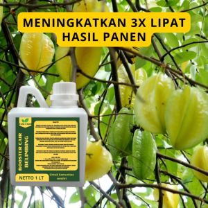 Pupuk Semprot Pelebat Buah Belimbing dan Pupuk Penyubur Buah Belimbing ZPT