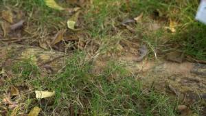 Monocular for Adults and KidsPocket Monocular Telescope Handheld Small Size 7x18 Spotting Monoscope Tiny Mono with Zoom Focus Portable Scope for Birds Watching Camping