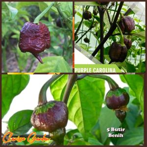 5 BUTIR BIJI/BENIH CABE SUPER PEDAS PURPLE CAROLINA REAPER