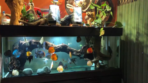 HANAH_AQUARIUM_Cám hạt nổi Bessn dành cho cá đĩa hộp 270g