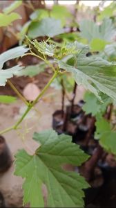 BIBIT ANGGUR IMPORT BORISFEN SIAP TANAM