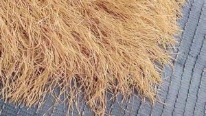 ฝกเทียม ขนแฝกสูง 15 cm แฝกมุงหลังคา หญ้าแฝก หลังคาหญ้าเทียม ฟางเทียม แฝกเนื้อเหนียว กัน UV หลังคากันแดด อายุการใช้งานยาวนาน 7-10 ปี
