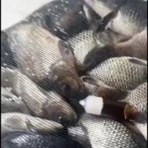 Essence Jenderal untuk semua jenis ikan / esen ikan nila / essen lele gurame dll aroma buah
