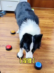 Pet Interaction Button Dog Talking Voice Toy Training Device Recording and Voice Output Button Toy