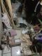 bird shop variasi