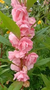 Twinsdaily | Benih Bunga Pacar Air Tumpuk Impatiens Balsamina Pink