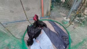 Power Top imported D-bal B15 Ginseng ATP For Gamefowl Chicken Stamina And Power Endurance