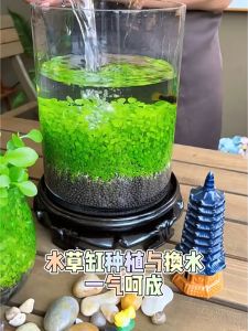 (ISI 3X10 GRAM) - Bibit Rumput Air Dekorasi Aquarium Landscape Ornament Aquascape Akuarium