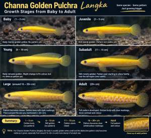 Channa Golden Pulchra Langka 7-8cm live fish rare species