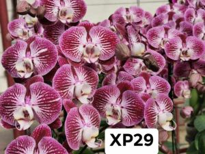 กล้วยไม้ฟาแลน ขนาดกานถาง 2.5 นิ้ว