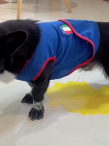 Japan pet odor eliminator for floor cleaner odor eliminator breaking down pee and poop smell Bio Enzyme Deodorizer For Dog & Cat