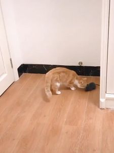 Novelty Wireless Electric RC Flocking Rat Toys Pet Cat Play Remote Control Mouse Pet Cat Toy Cat Teaser
