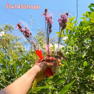 ช่อดอกไม้แห้ง แบบช่อใส (5ช่อ) แถมฟรีป้ายอวยพร ช่อดอกสแตติส สูง 30cm. ของขวัญวันปัจฉิม วันเรียนจบ