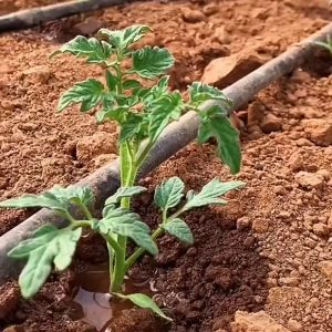 500-1000M 16mm 0.3mm Thickness Drip Irrigation Tape Hole Space 20~40cm Soaker Greenhouse Farm Watering Hose Patch Tape Hose